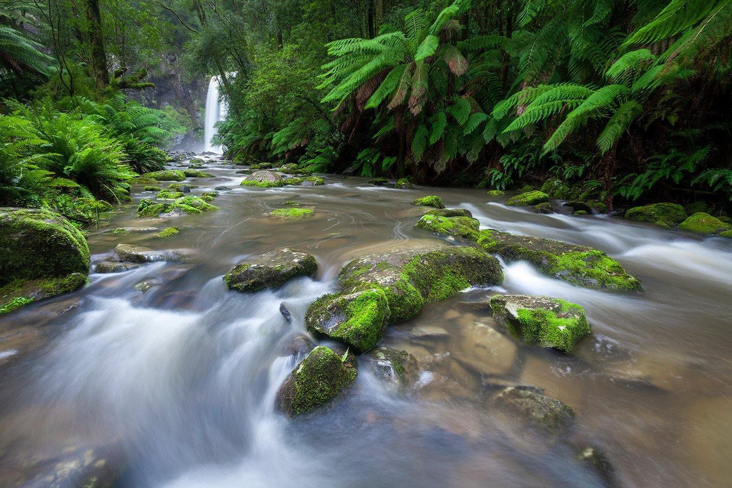 Beautiful watercourse between thick plants, Hopetoun Falls - Great Ocean Road VIC