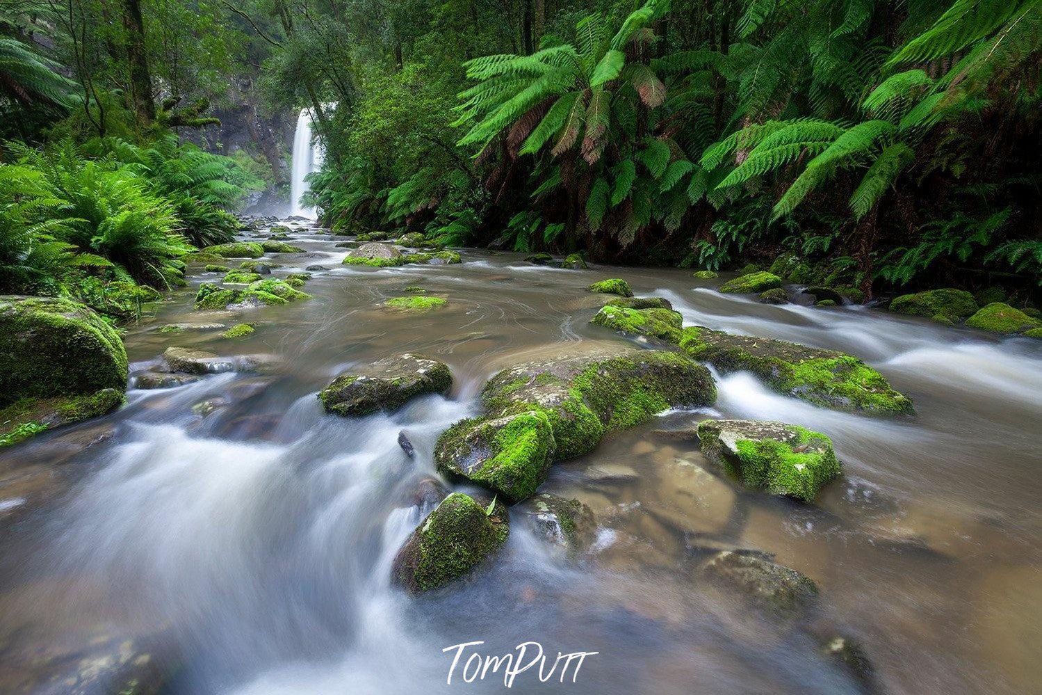 Beautiful watercourse between thick plants, Hopetoun Falls - Great Ocean Road VIC