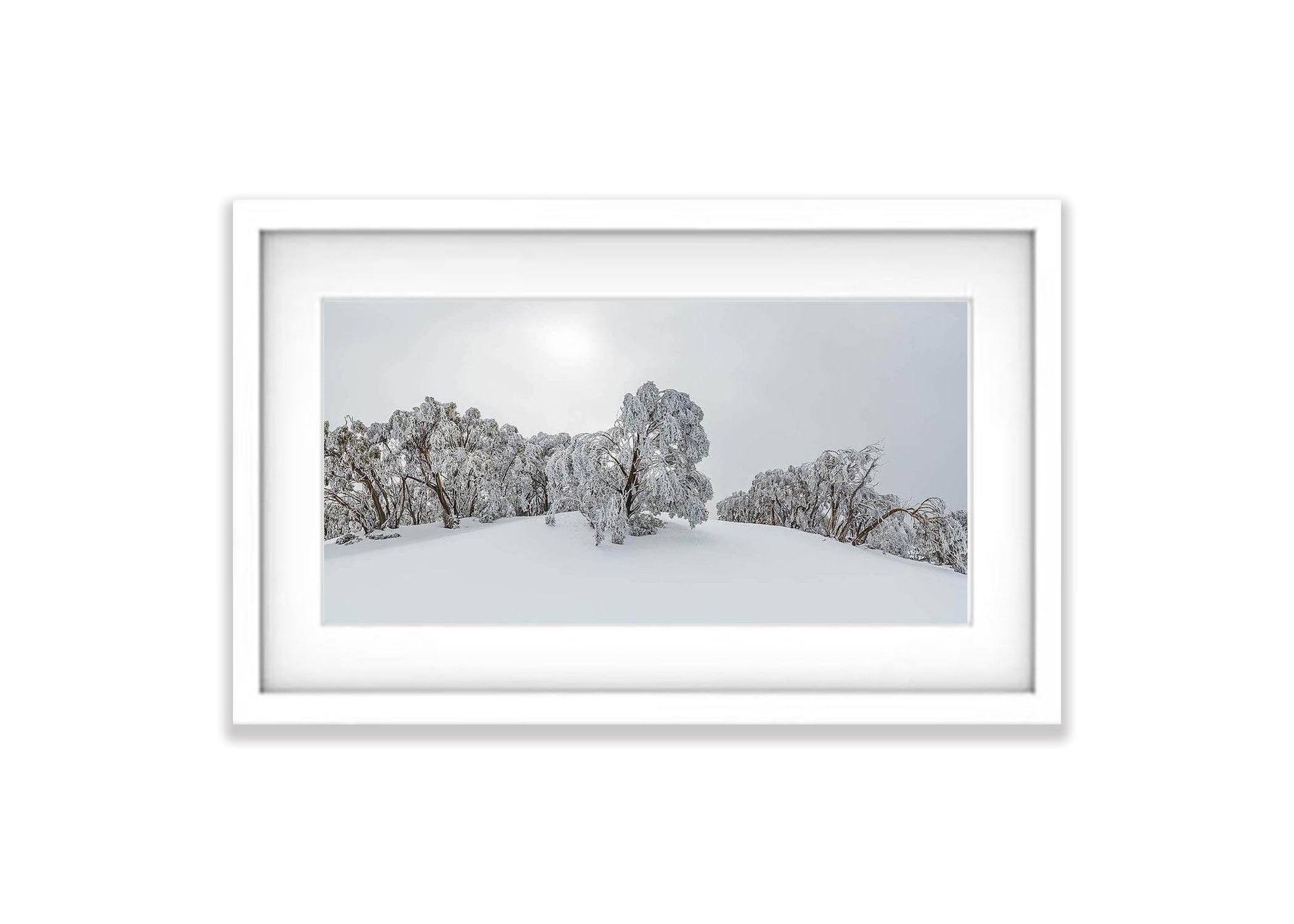 Ice Tree, Mount Baw Baw - Victorian High Country