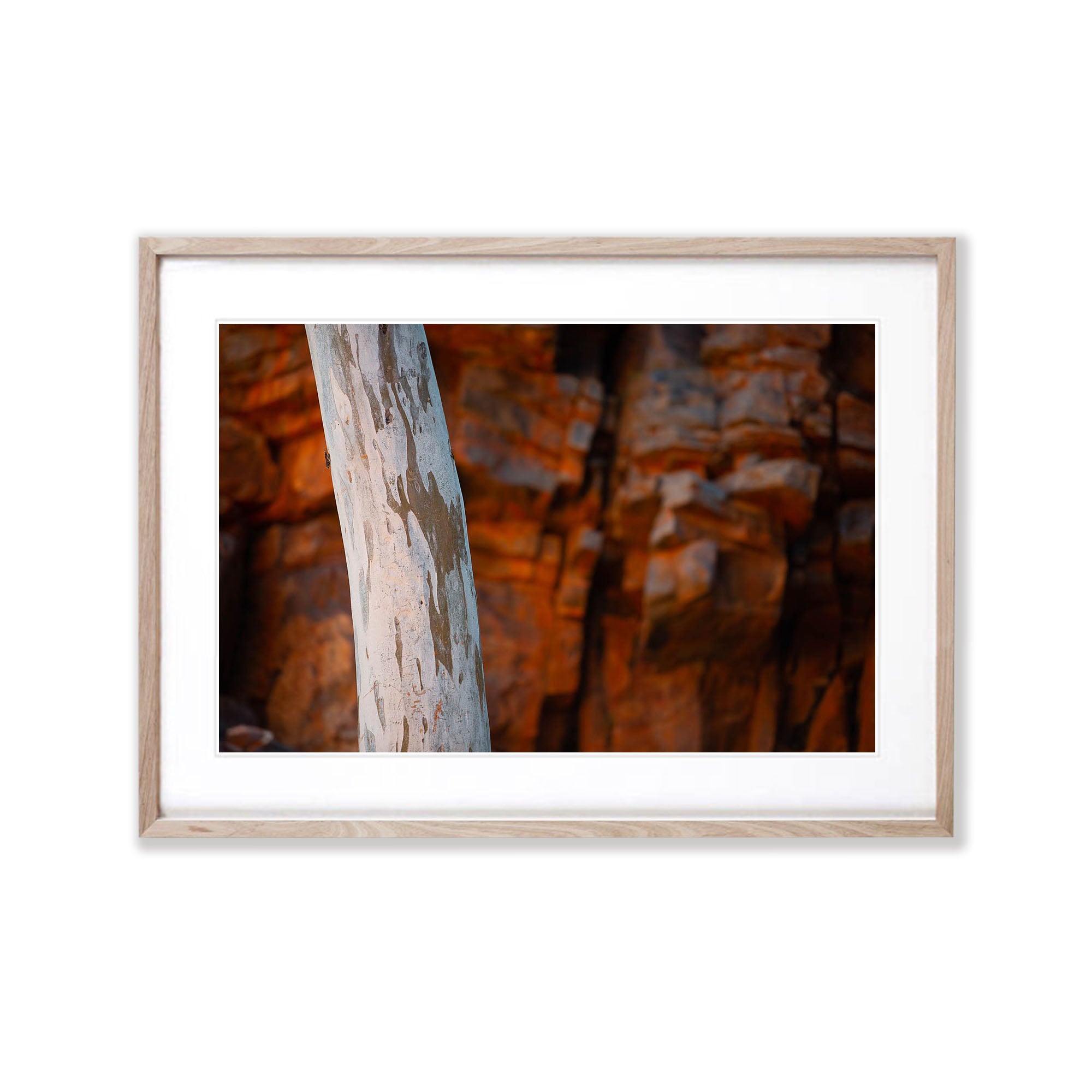 Inland Gumtree Trunk, West MacDonnell Ranges - Northern Territory