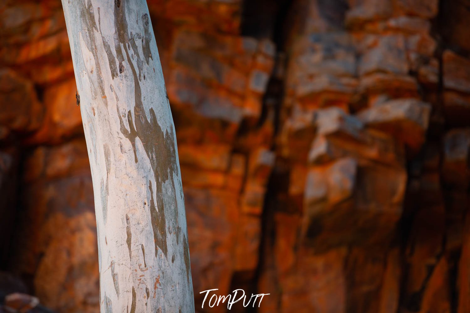 Close-up view of a tree stem with reddish mountain wall in the background, Inland Gumtree Trunk, West MacDonnell Ranges - Northern Territory