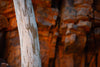 Close-up view of a tree stem with reddish mountain wall in the background, Inland Gumtree Trunk, West MacDonnell Ranges - Northern Territory
