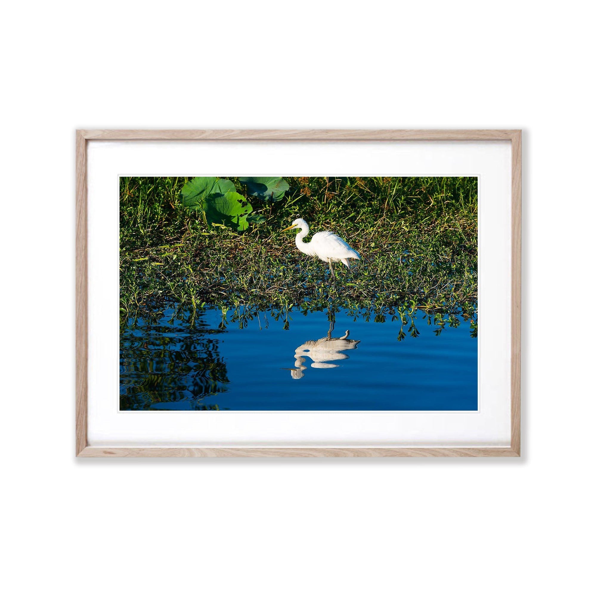 Intermediate Egret, Kakadu NP