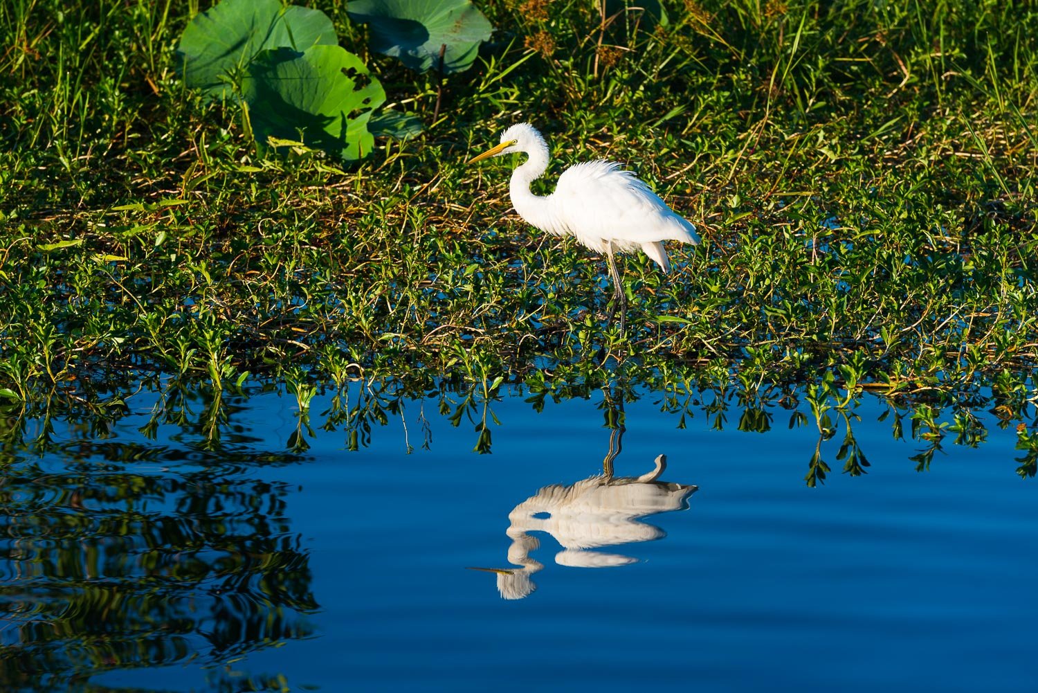 A white duck on the bushes near the dark blue water making a clear reflection in the water with lush greenery in the near background, Arnhem Land 13