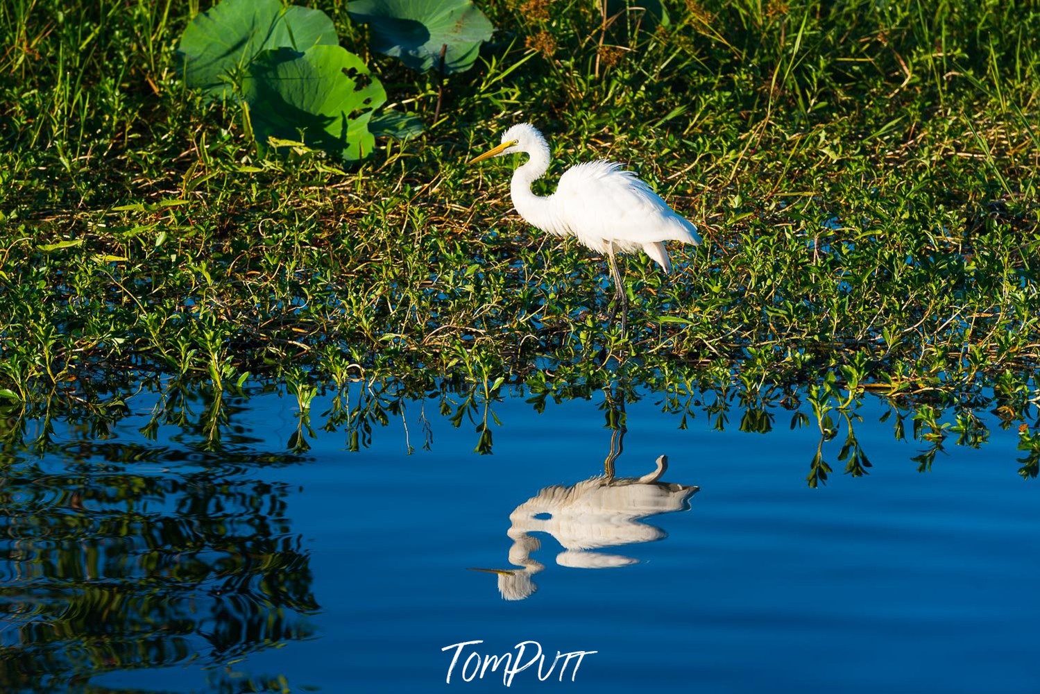 A white duck on the bushes near the dark blue water making a clear reflection in the water with lush greenery in the near background, Arnhem Land 13