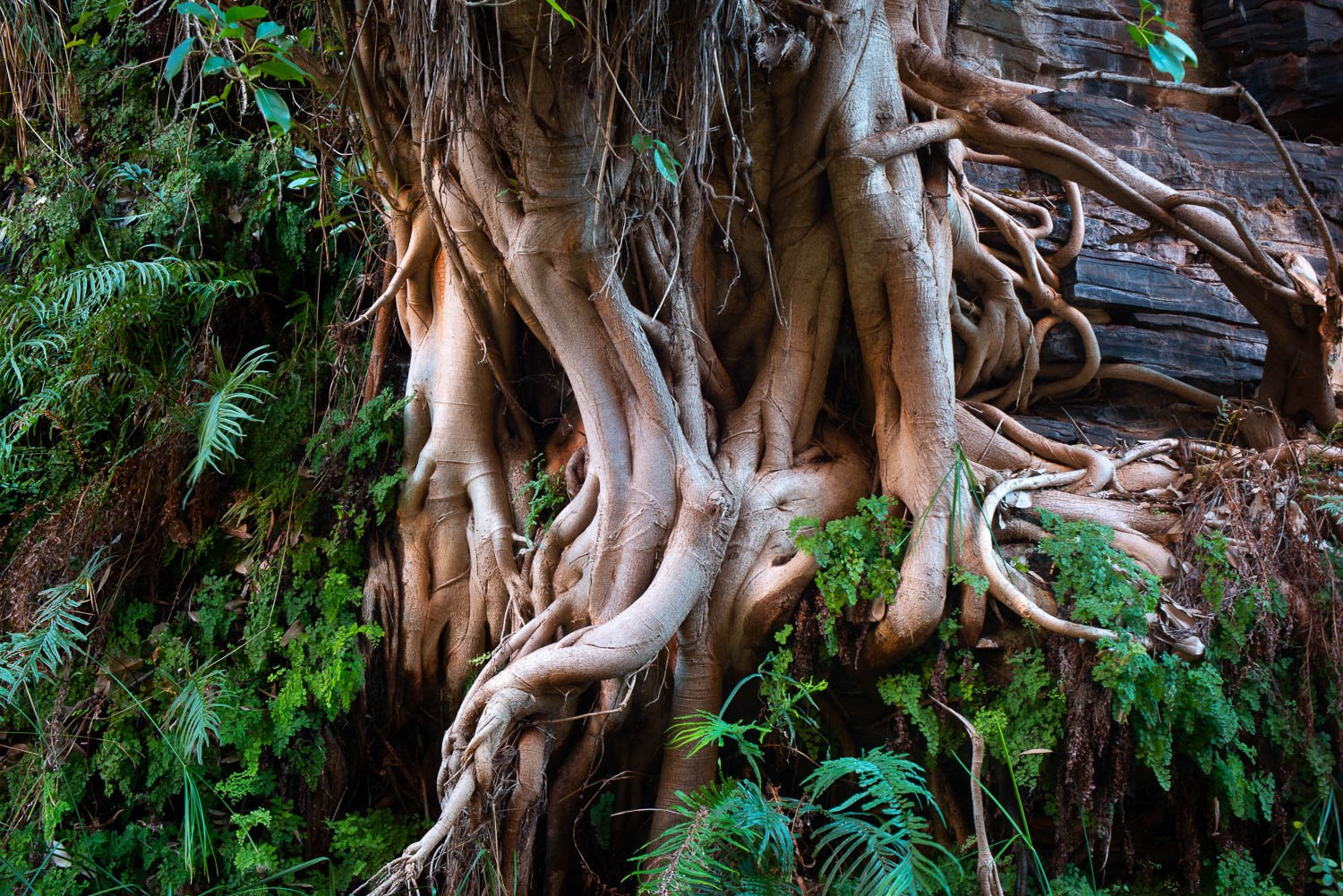 Thick tree roots with some bushes and plants around it, Intertwined - Karijini, The Pilbara