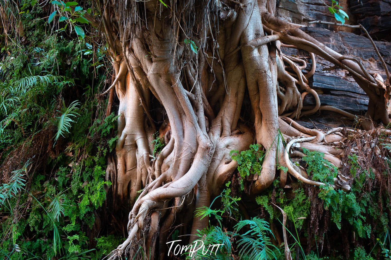 Thick tree roots with some bushes and plants around it, Intertwined - Karijini, The Pilbara