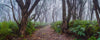 A silent pathway between the trees and plants in a forest, Into the Forest - Available 200 x 66cms Black Framed Canvas Print in the gallery TODAY!