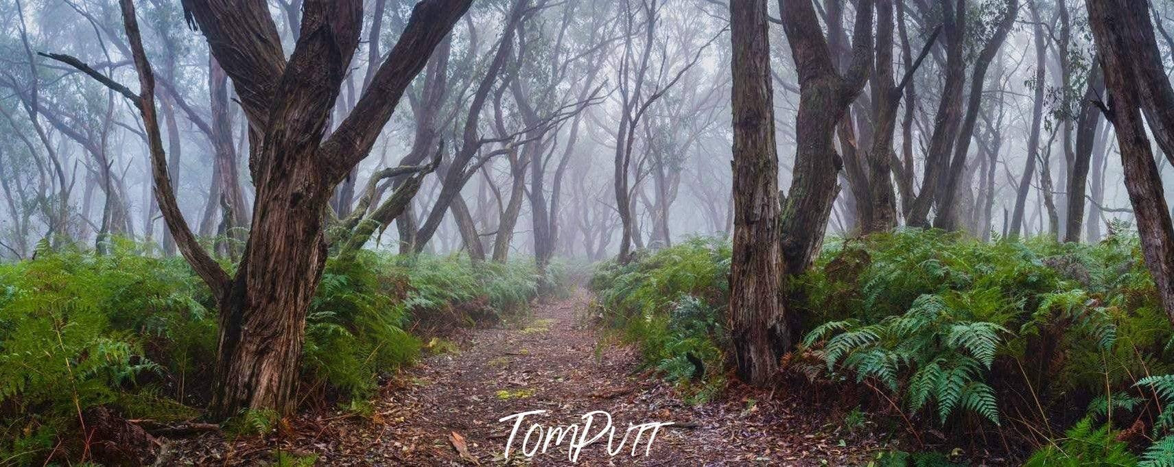 A silent pathway between the trees and plants in a forest, Into the Forest - Mornington Peninsula VIC