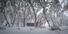 A house surrounded by many long trees, a land covered fully with snow, and a dark foggy effect, JB Hut - Victorian High Country