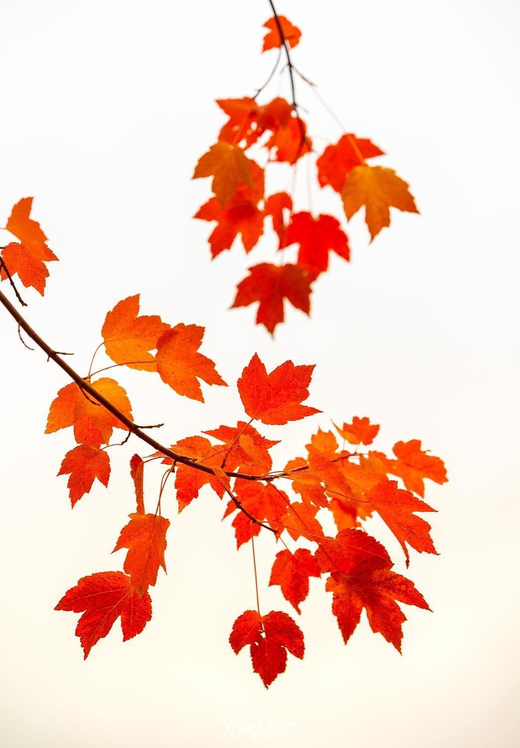 Beautiful bunch of autumn leaves, Japanese Glow - Bright VIC