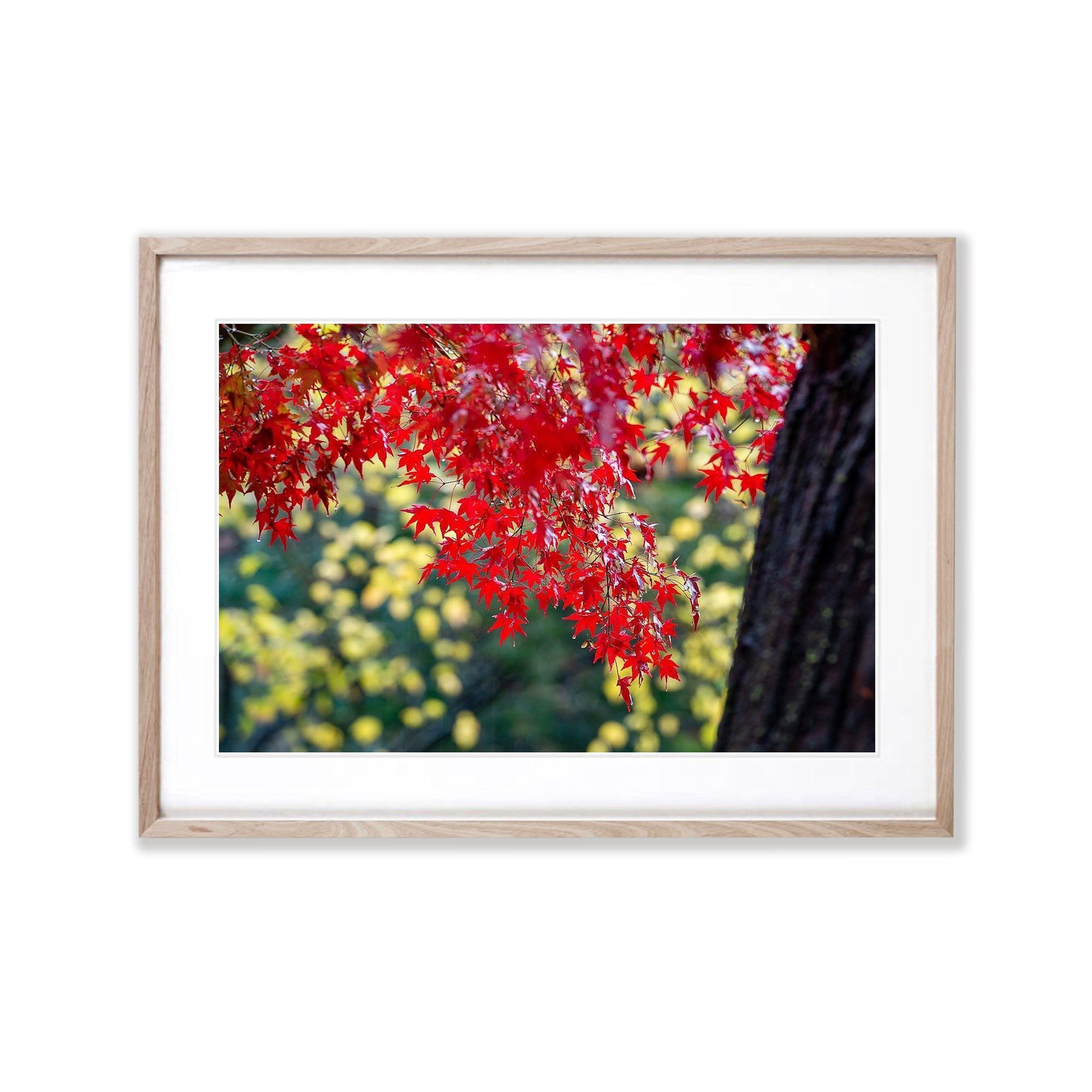 Japanese Maple - Bright VIC