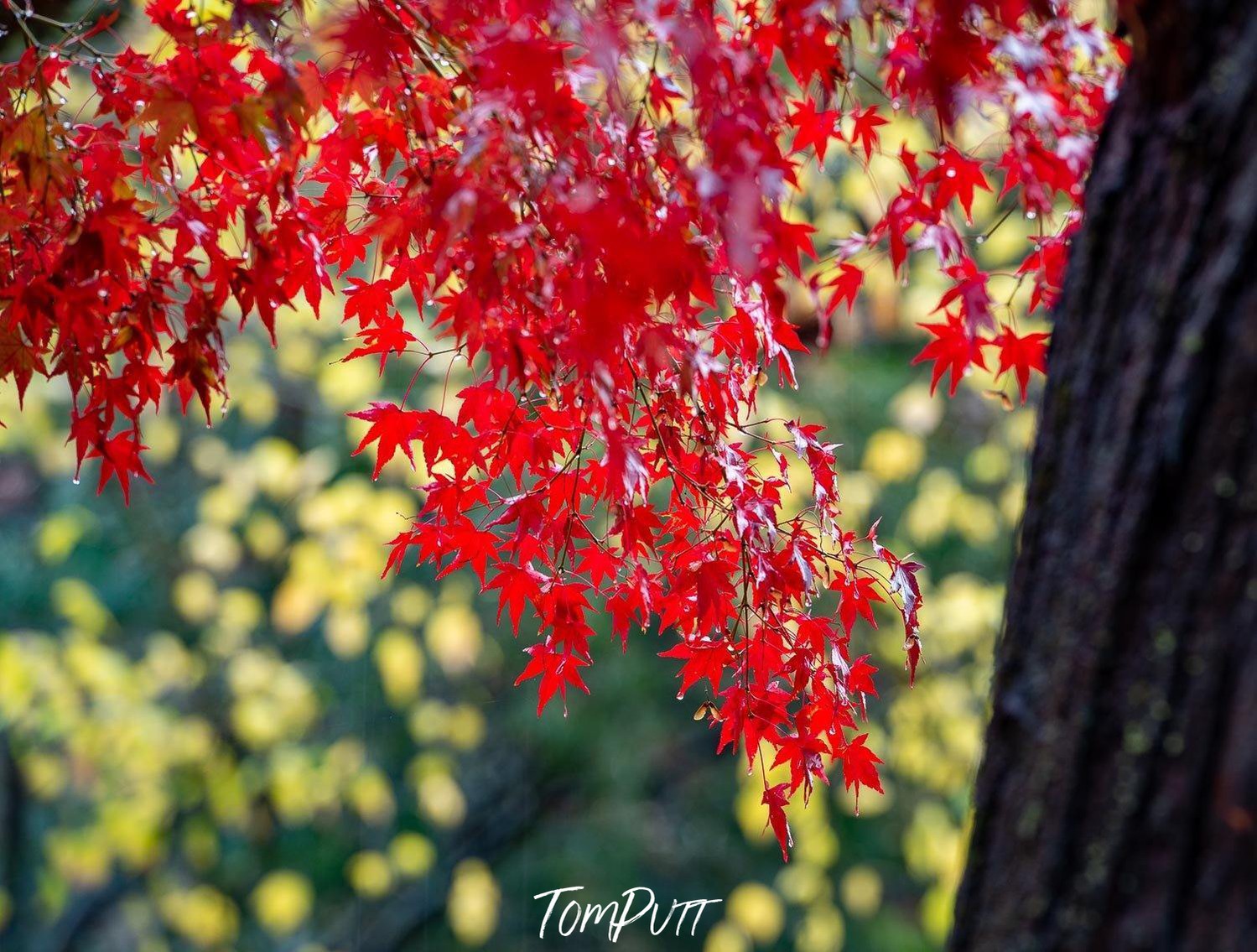 Close-up view of thick red autumn leaves bunch, Japanese Maple - Bright VIC