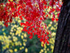 Close-up view of thick red autumn leaves bunch, Japanese Maple - Bright VIC