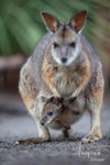 A kangaroo with a baby kangaroo inside the baby pocket, Joey