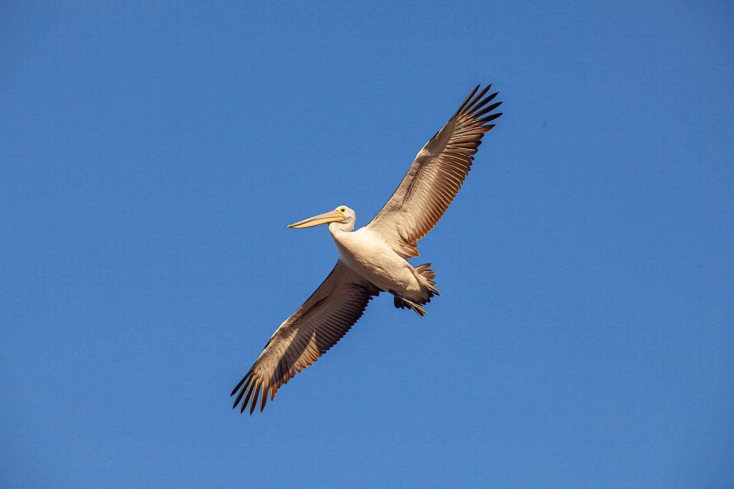 A giant bird flying high in the air, Jumbo Jet (Pelican) - Kangaroo Island SA