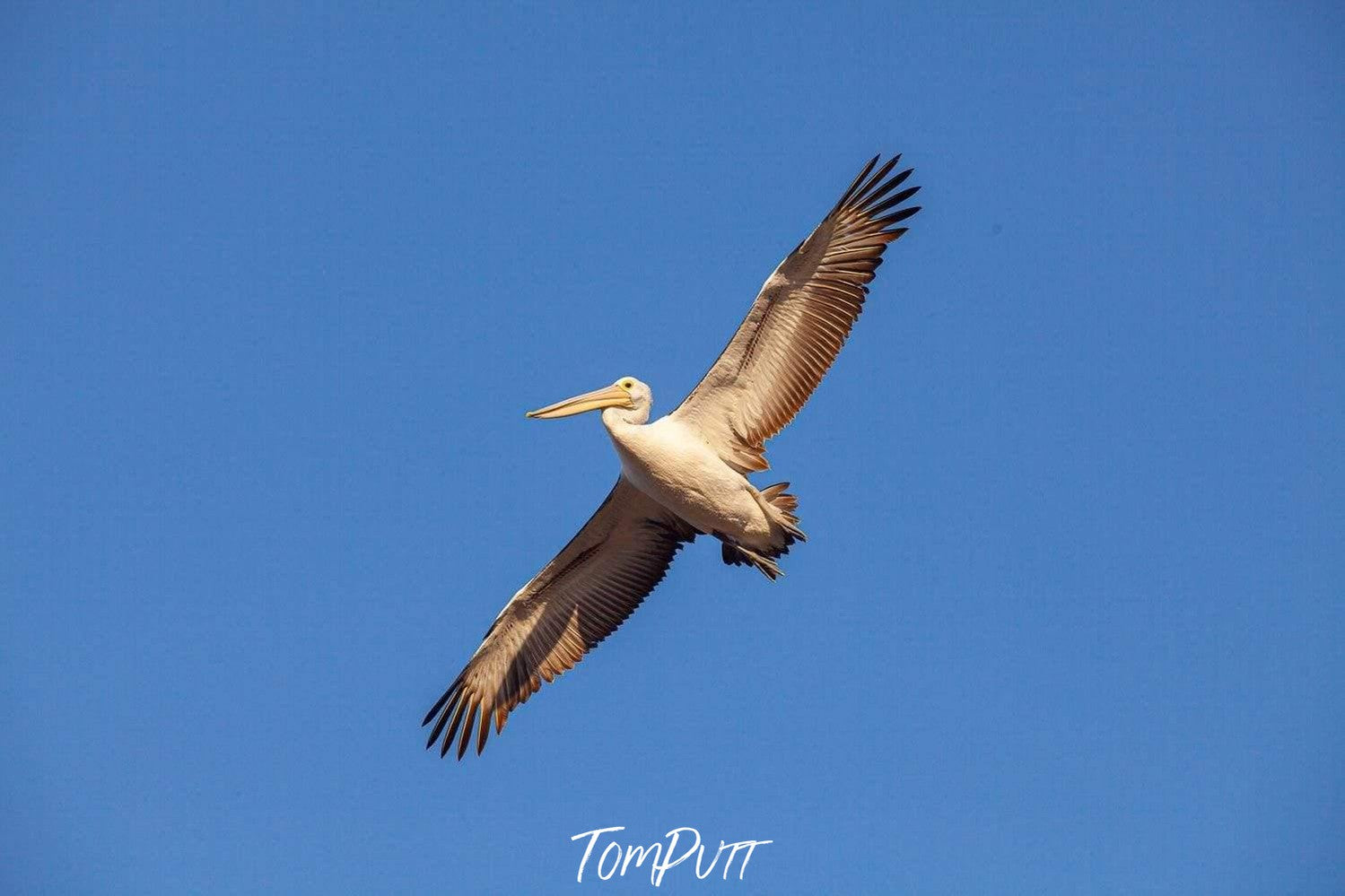 A giant bird flying high in the air, Jumbo Jet (Pelican) - Kangaroo Island SA