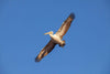 A giant bird flying high in the air, Jumbo Jet (Pelican) - Kangaroo Island SA