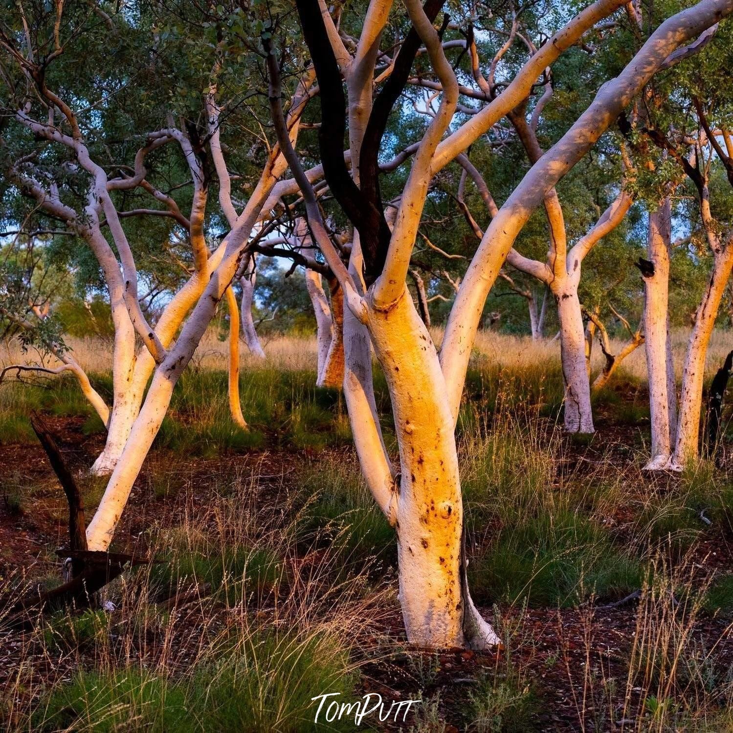 A group of snow trees with many branches, Karijini Cluster - Karijini, The Pilbara