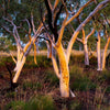 A group of snow trees with many branches, Karijini Cluster - Karijini, The Pilbara