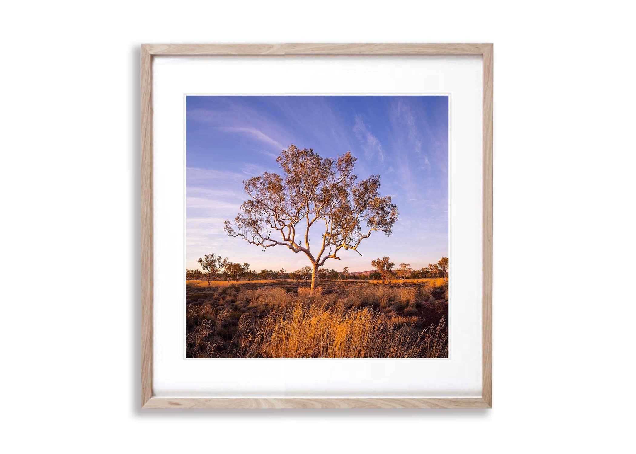 Karijini Snappy Gum, The Pilbara