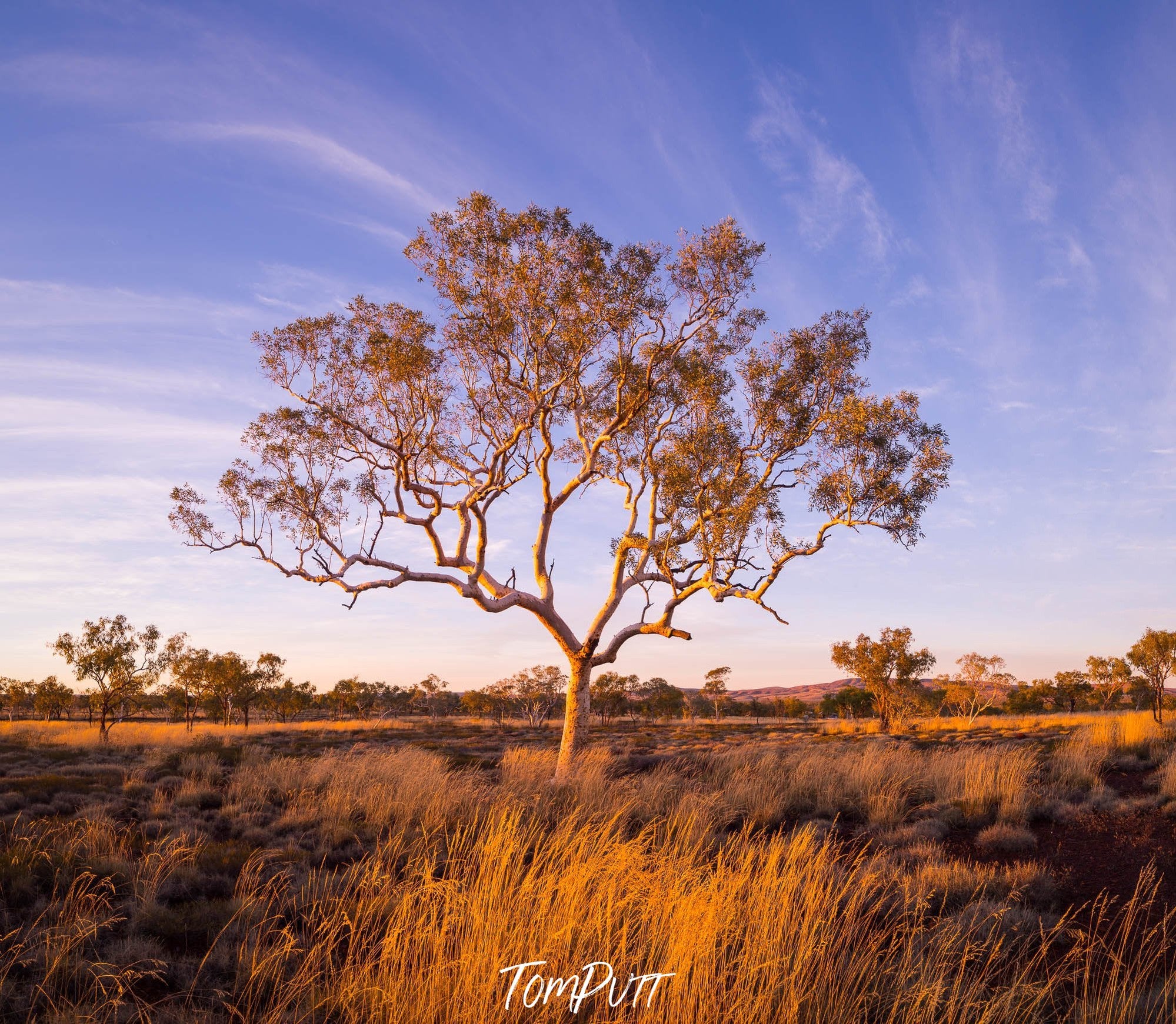 Karijini Snappy Gum, The Pilbara