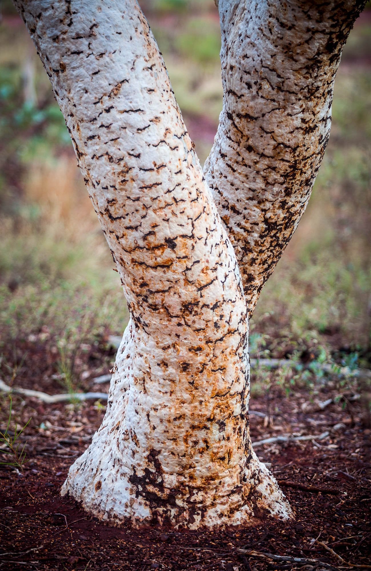 Karijini Tree Trunks, The Pilbara