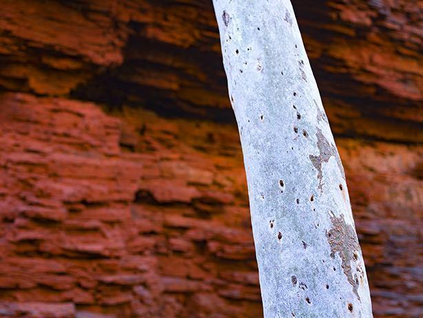 A tree stem having reddish mountain wall in the background, Karijini Trunk - Karijini, The Pilbara