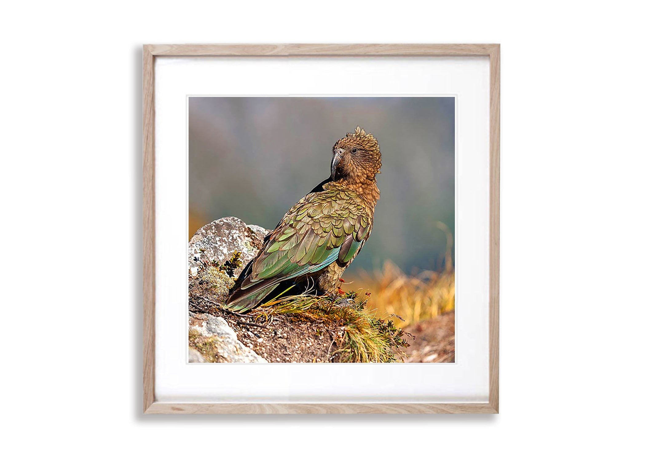 Kea, Milford Track - New Zealand