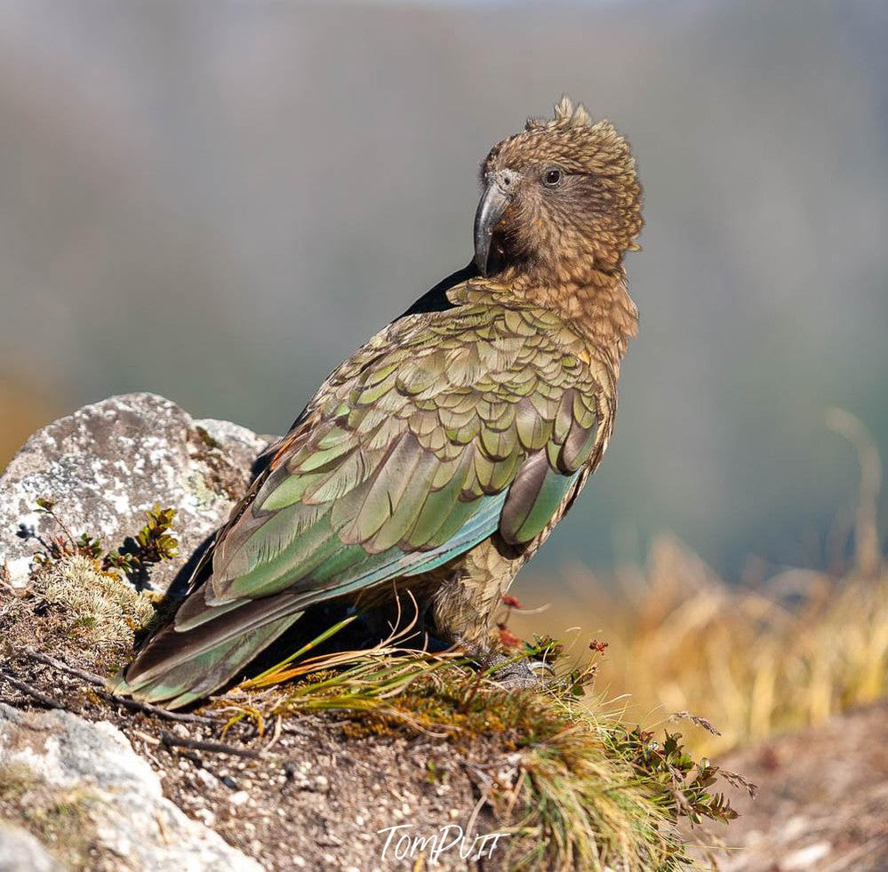 close-up view of a Kew Bird, Kea, Milford Track - New Zealand