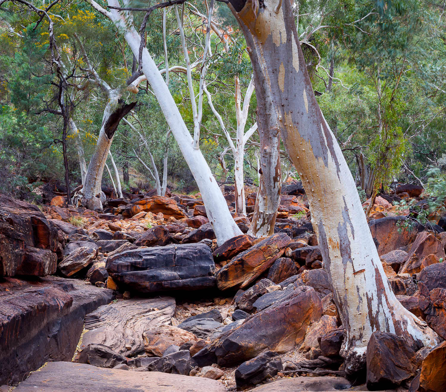 Gum trees' stems in a forest with a lot of plants in the background, Kings Canyon Gums, Watarrka National Park - Northern Territory