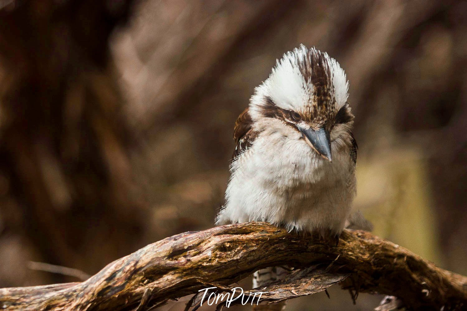 Kookaburra Hunting