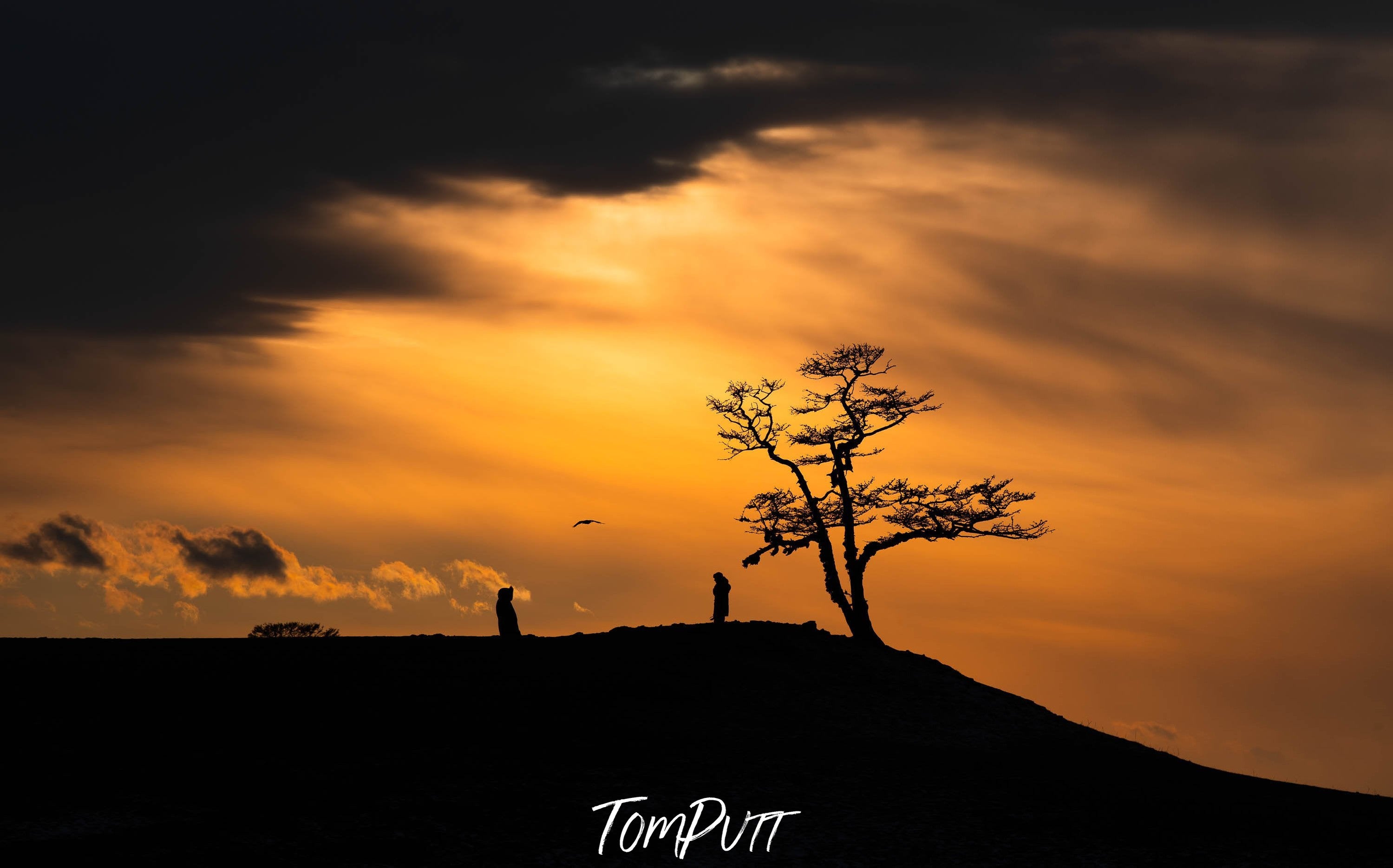 Beautiful sunset effect on land with a tall tree, and a stormy group of clouds over, Lake Baikal #11, Siberia, Russia