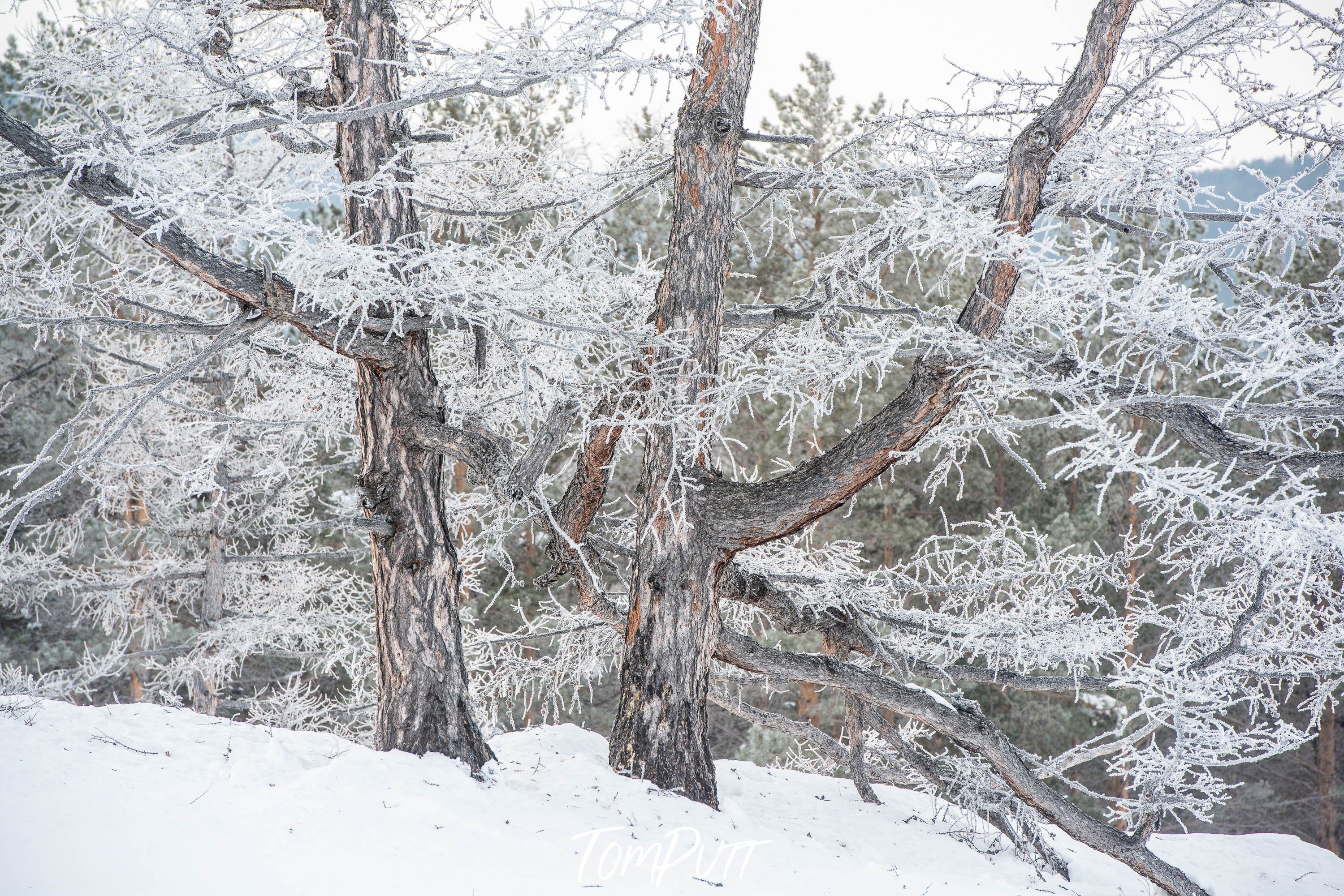 A wide tree with many branches in a snow-covered area, Lake Baikal #20, Siberia, Russia