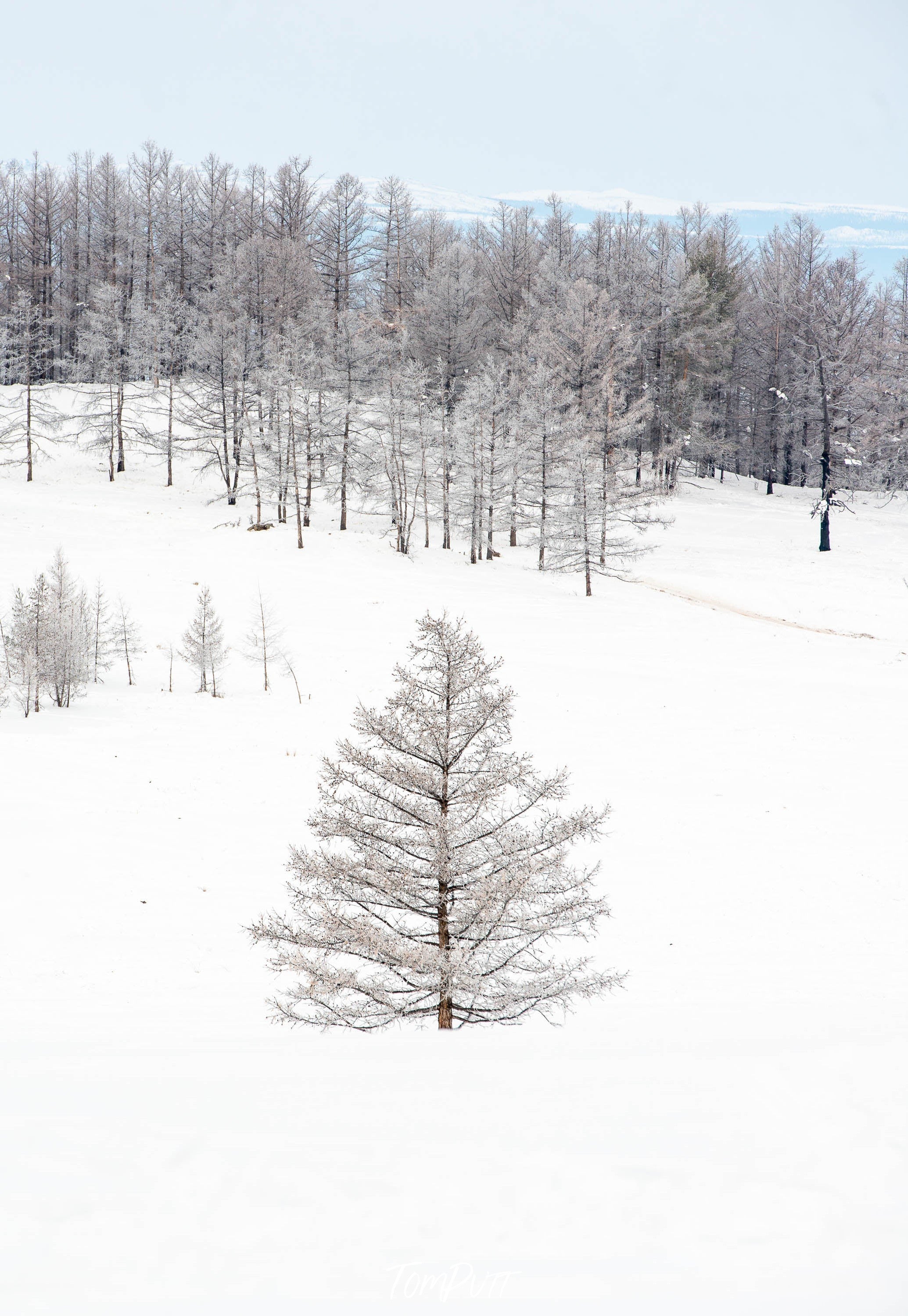 A series of small jungle trees with many of these in the far background on a snow-covered area, Lake Baikal #22, Siberia, Russia