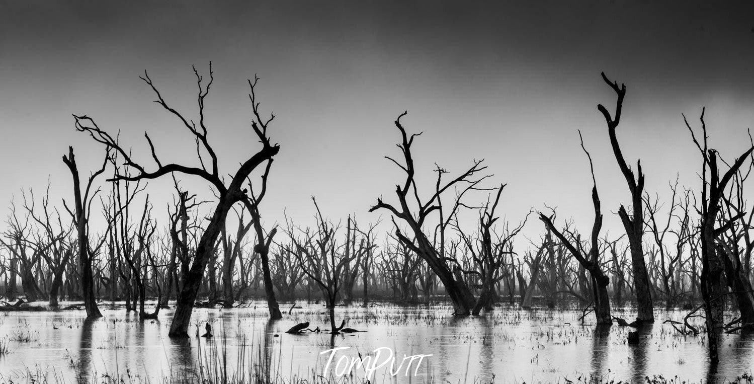 A lot of dead tree stems over a lake, Lake Mokoan