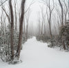 A street covered with snow in a forest surrounded by long-standing trees, Lake Mountain #1 - Victoria