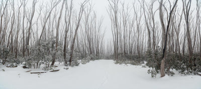 A wide pathway covered with snow in a forest surrounded by long-standing trees, Lake Mountain #2 - Victoria