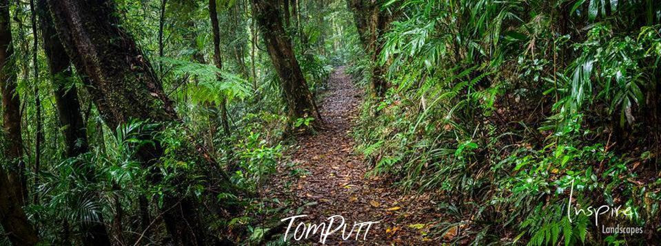 A narrow street in the forest surrounded by fresh green trees and plants, Lamington Allure - QLD