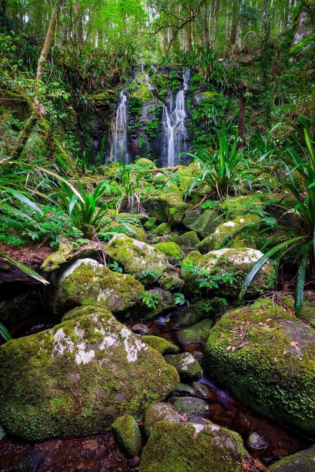 Green area with greeny stones and a small waterfall in the background, Lamington Beauty - QLD