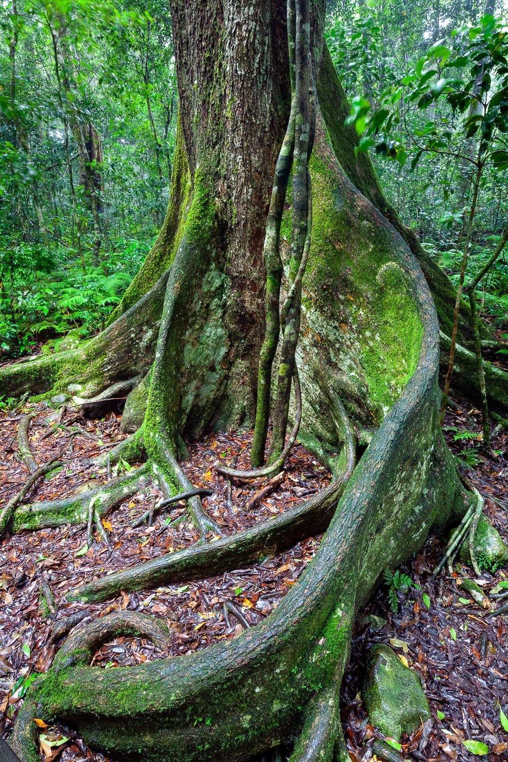 Long tree stems spread on the ground, Lamington Buttress - QLD