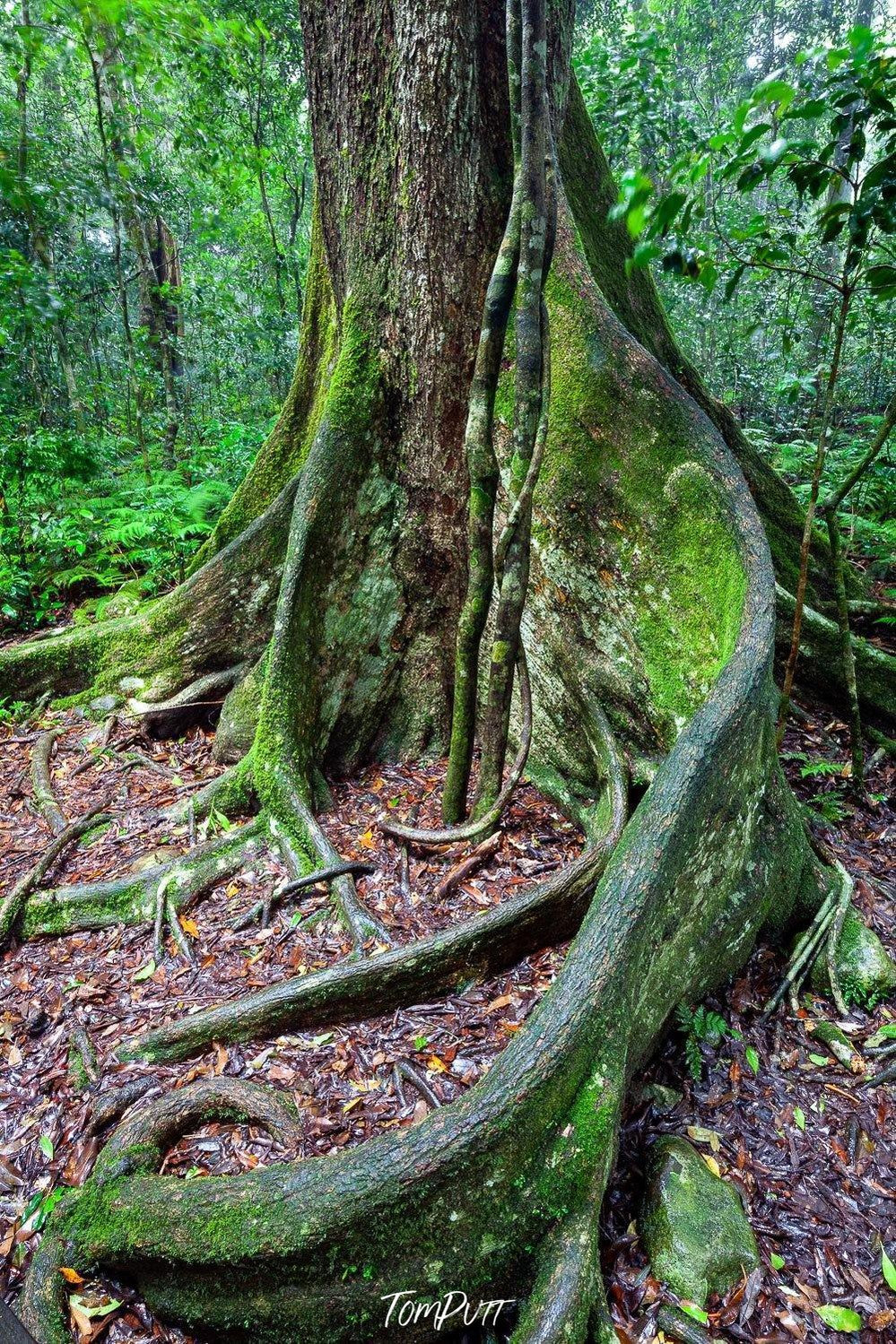 Long tree stems spread on the ground, Lamington Buttress - QLD