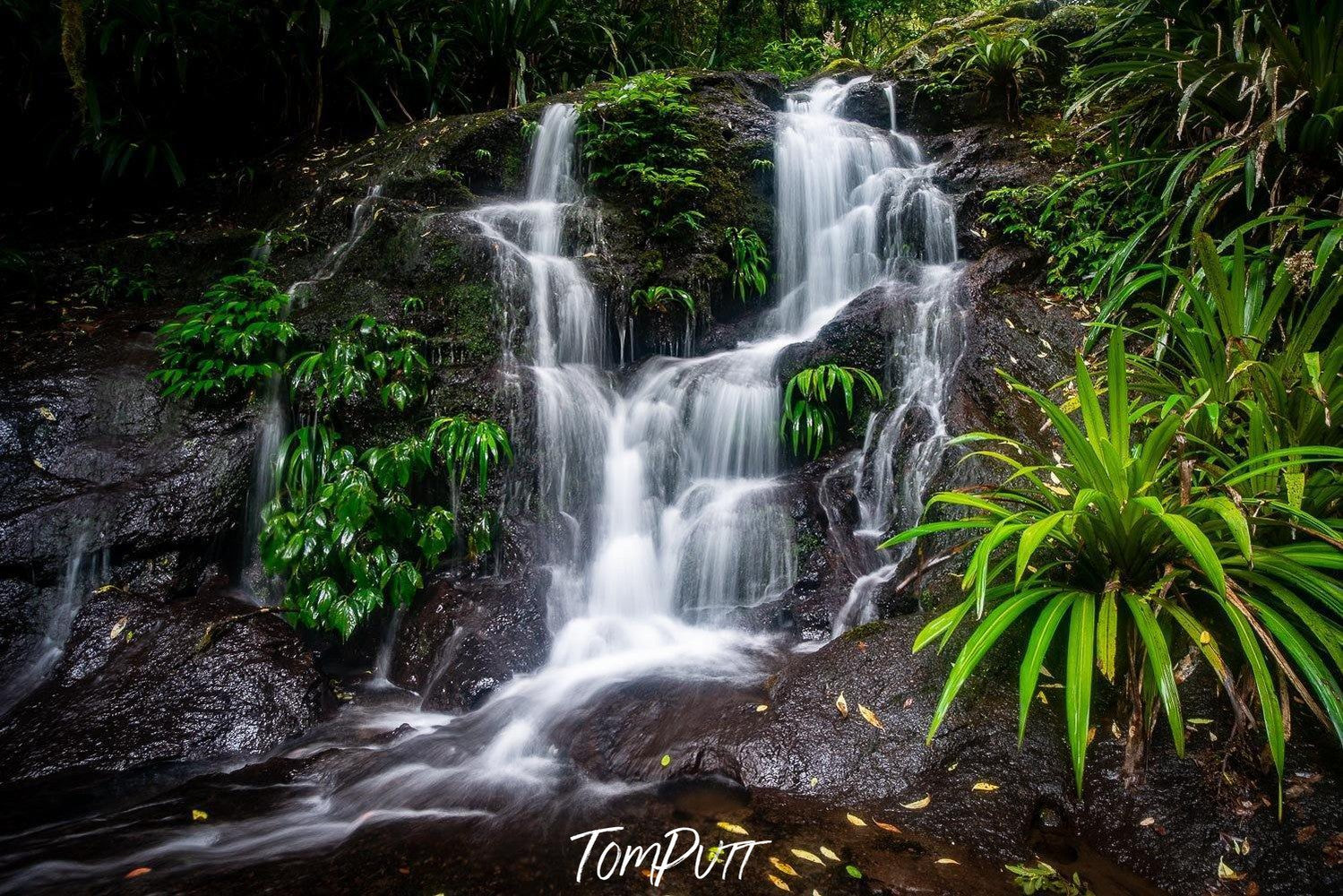 Waterfall from a mound of greenery, Lamington Cascade - QLD