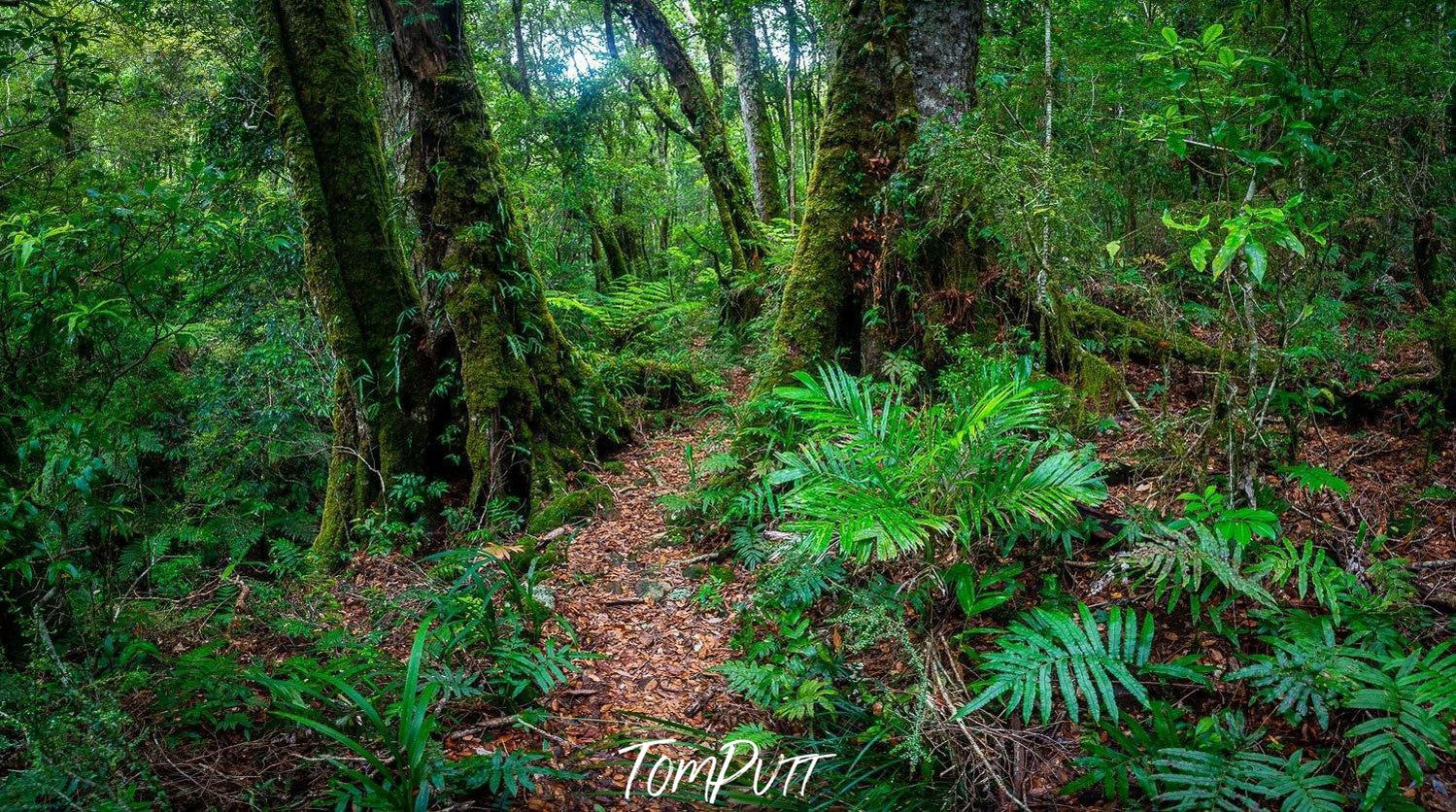 A narrow pathway with thick green trees and plants around, Lamington Escape - QLD