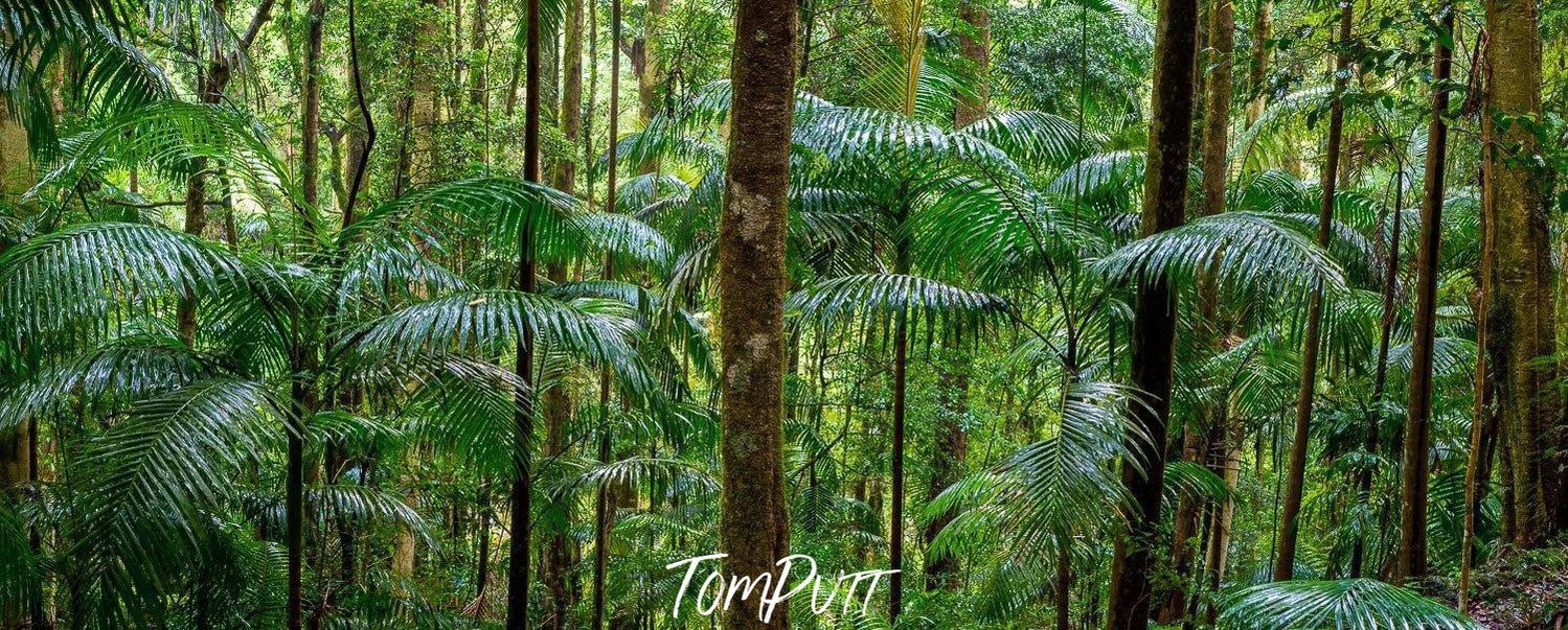 A series of long-standing green trees, Lamington Forest - QLD