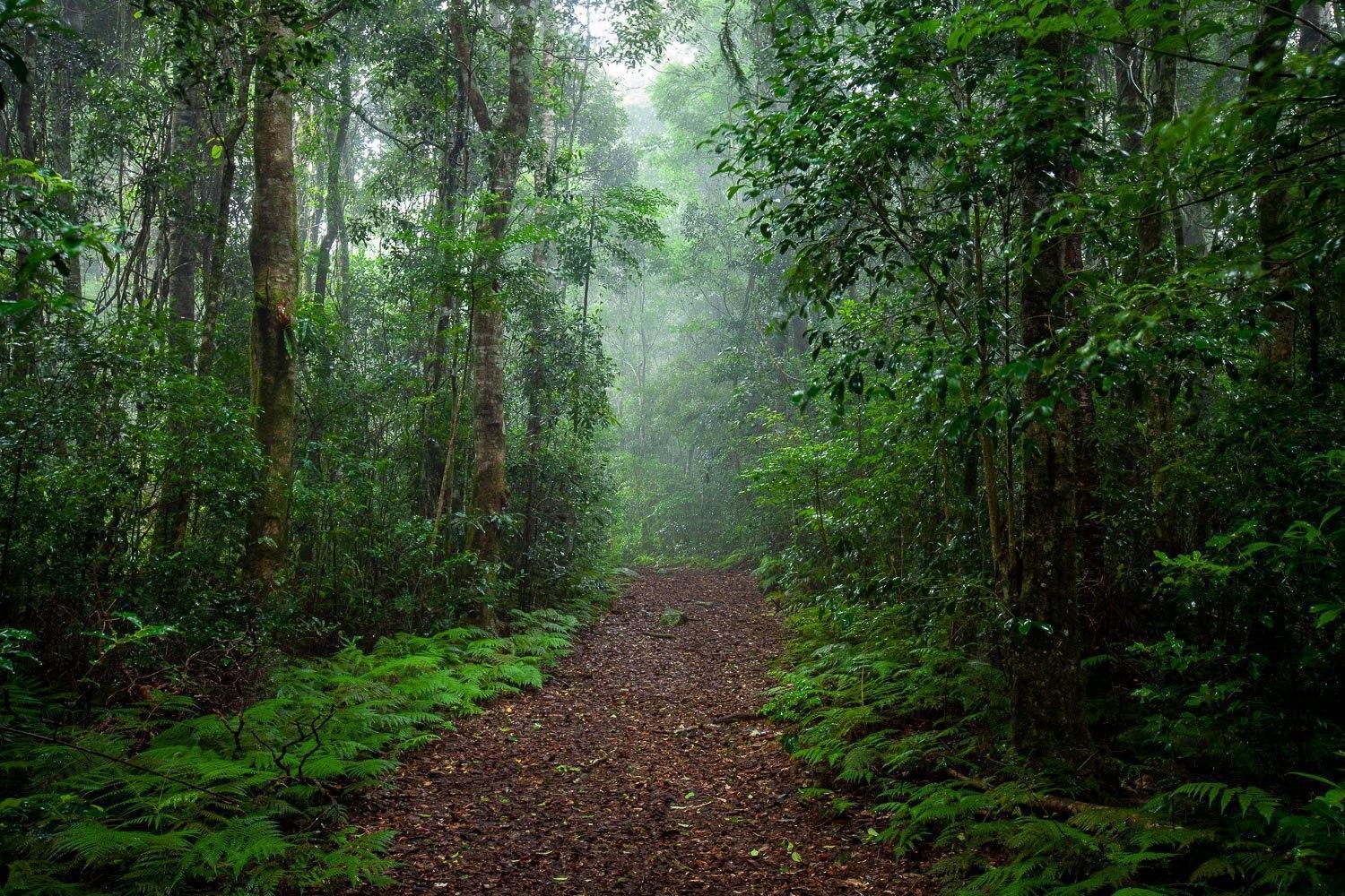 A narrow pathway in the forest between a rows of trees and plants, Lamington Mood - QLD