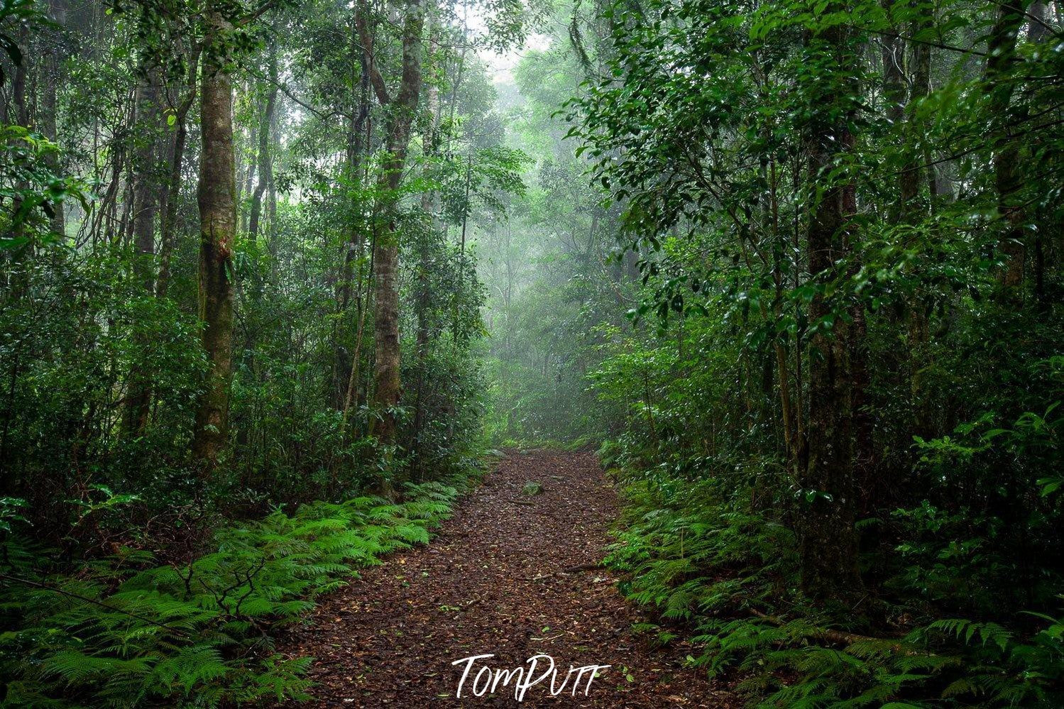 A narrow pathway in the forest between a rows of trees and plants, Lamington Mood - QLD