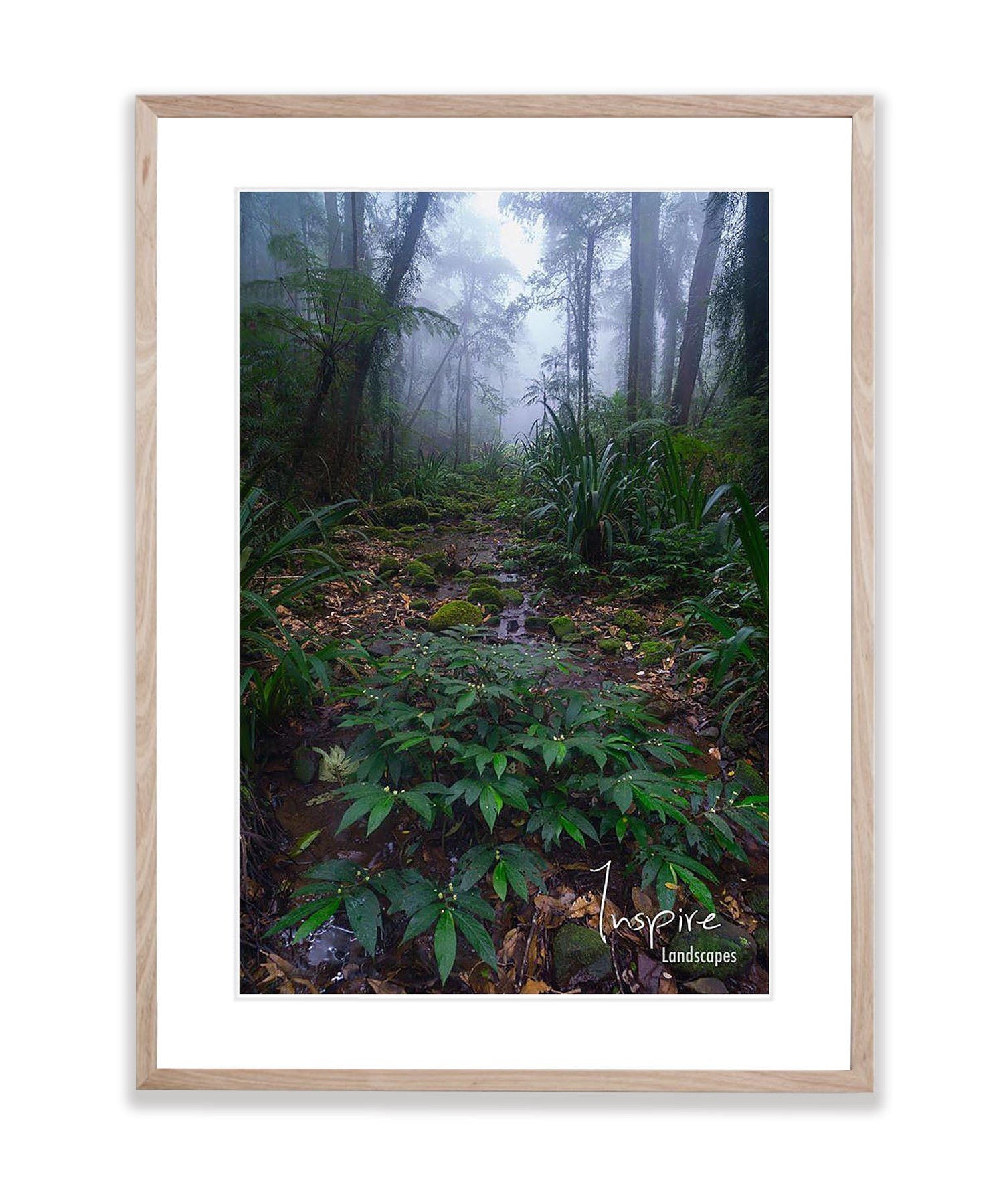 Lamington Rainforest - QLD