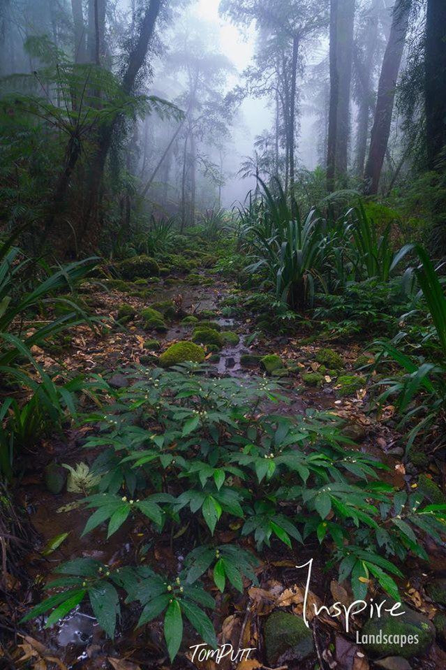 Fresh green plants in a forest with long-standing trees in the background, Lamington Rainforest - QLD