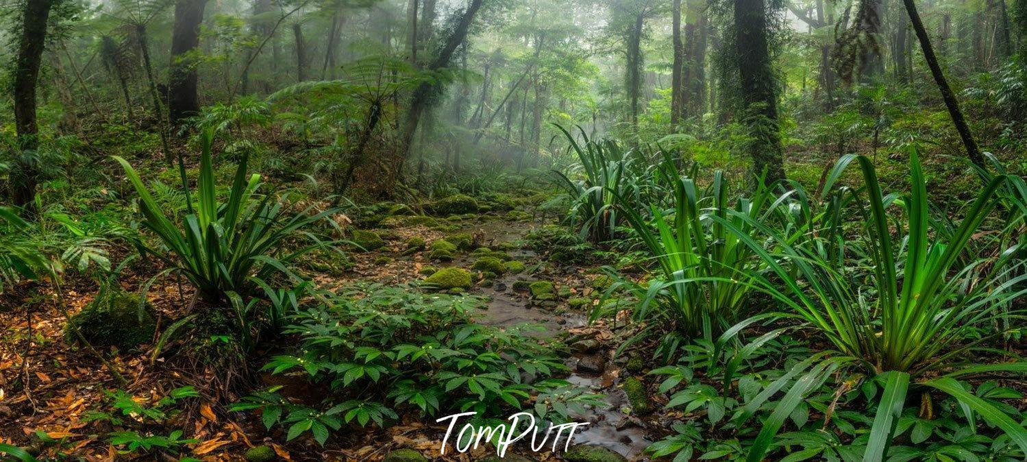 Fresh bushes and plants in a forest with long-standing trees in the background, Lamington Spirit - QLD